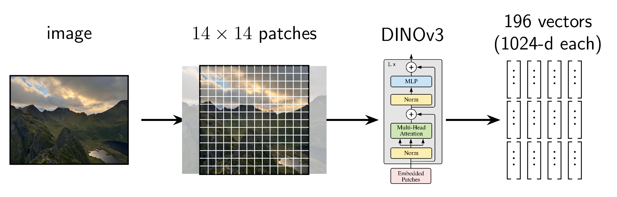 An image, cropped into 14x14 patches, run through DINOv3, producing 196 1024-dimensional vectors.